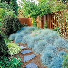 5x Blue Fescue (Festuca
