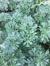 Artemisia absinthium -