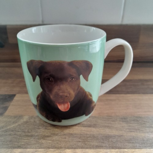 Cute chocolate labrador - chocolate,