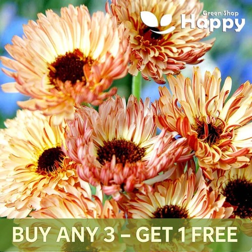 Pot marigold sunset buff 1g - pot,