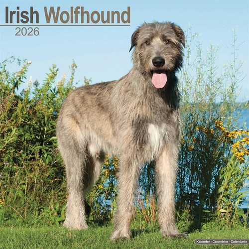 Irish wolfhound calendar - irish, 2026