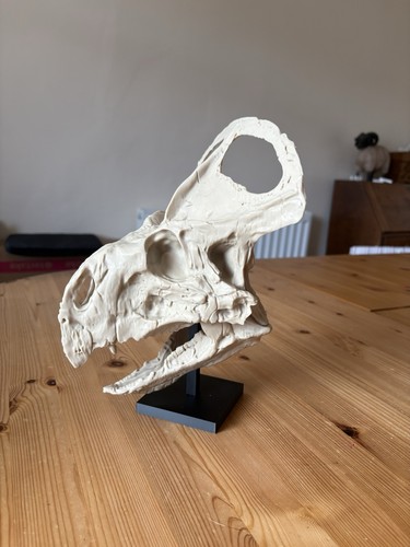 Protoceratops skull stand - protoceratops, &