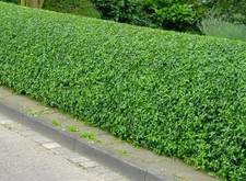 6x GREEN PRIVET LIGUSTRUM