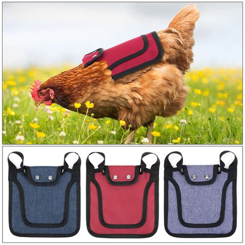 Chicken saddle for - for, hens