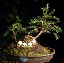root over skull English yew bonsai outdoor evergreen well rooted one of a kind 