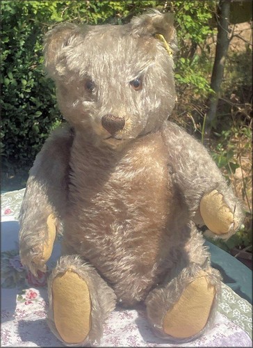 Old 1950 steiff bear - old, 16"
