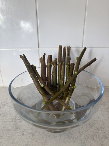 Extra thick fig - thick, cuttings