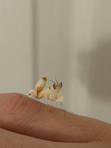 Live female orchid - live, l5-6