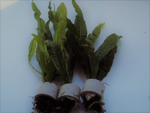 Bunched java fern aquarium - fern,