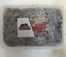 Frozen Ragworm 1lb Tub- Frozen