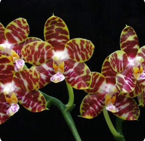 Phalaenopsis joy music - phalaenopsis,