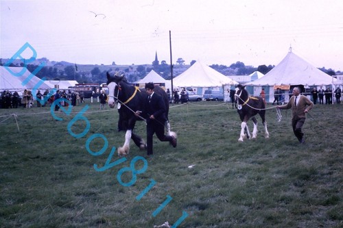 Heavy horse display - horse,
