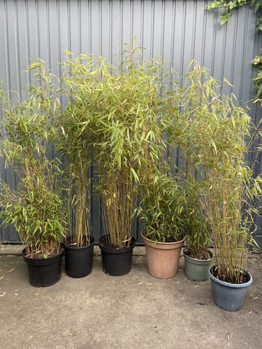 Potted clump forming - clump, bamboo