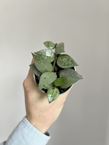 Hoya krohniana 6cm diameter - 6cm,