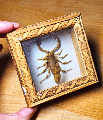 Real taxidermy scorpion shadow - taxidermy,