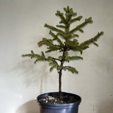 Meyers Spruce