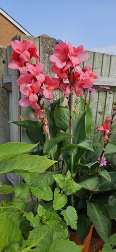 Canna indica rose - rose|, |