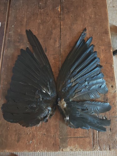 Crow wings displayed open - crow,