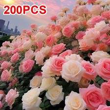 200pcs Climbing Rose Flower