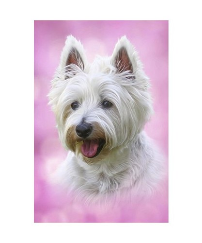 Westie pup west highland - westie,