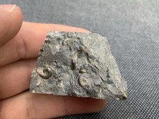 Pyrite Fossil Ammonite Promicroceras sp, Jurassic, Dorset, England