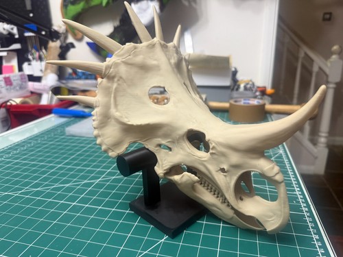 Styracosaurus skull printed - styracosaurus,