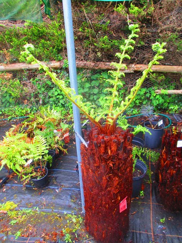 28inch trunk dicksonia - trunk,