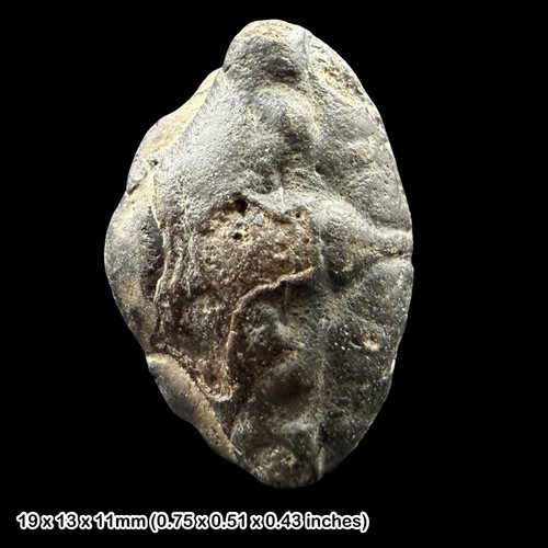 Fossil crab notopocorystes - crab,
