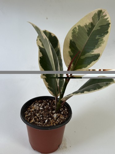 Ficus tineke potted indoor - tineke,