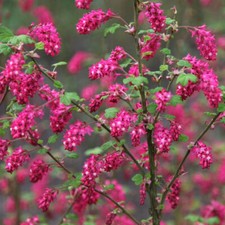 Ribes Pulborough Scarlet -