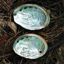 Abalone Shell Natural Large