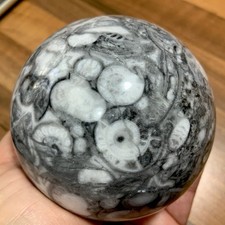 Crystal Large Crinode Fossil