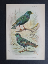 Antique (1894) print - Common
