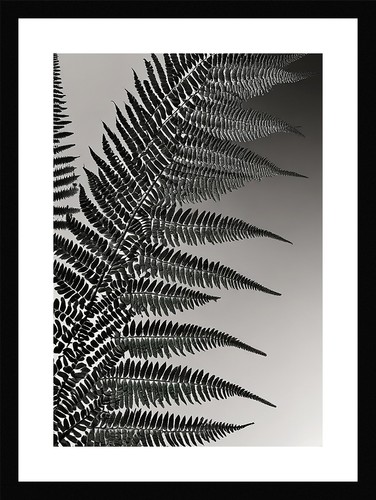 Luxurious fern fronds - luxurious,