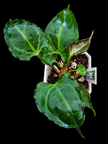 Anthurium - x, muchlis)