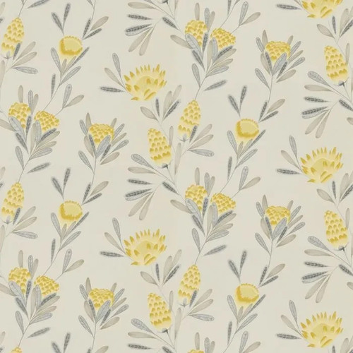 Harlequin cayo wallpaper - harlequin,