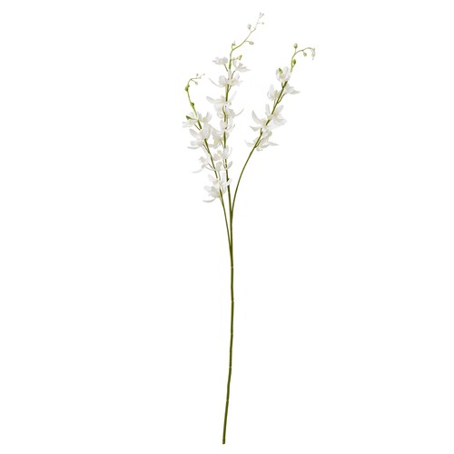 White cymbidium - white,