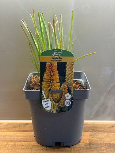 Kniphofia moonstone red - moonstone, 2l