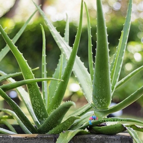 100 seeds aloe - 100,