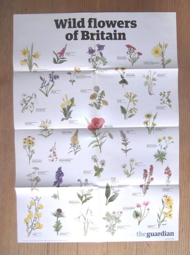 The guardian wallchart wall - the,