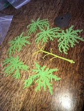 Britains Make-Up Willow Tree