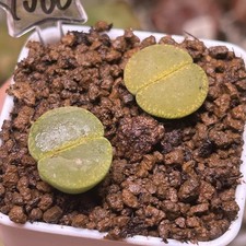 Exact Plant，2pcs Full Window