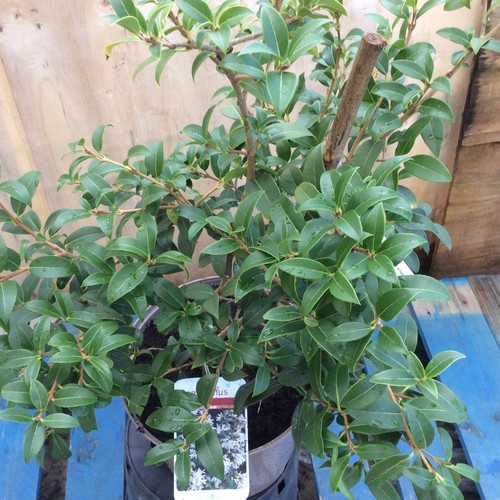 Osmanthus burkwoodii fragrant - burkwoodii,