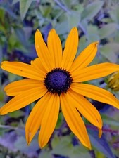 4x Rudbeckia - goldstrum
