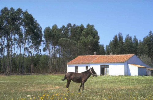 Rural horse barn 1980s 1990s - 1980s,
