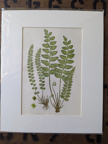 Antique 1870s anne pratt fern - antique,