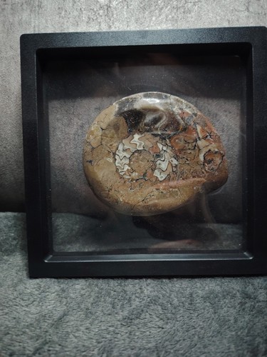 Fossil prehistoric shell - prehistoric,