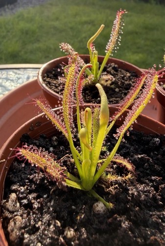 Drosera capensis red - drosera,