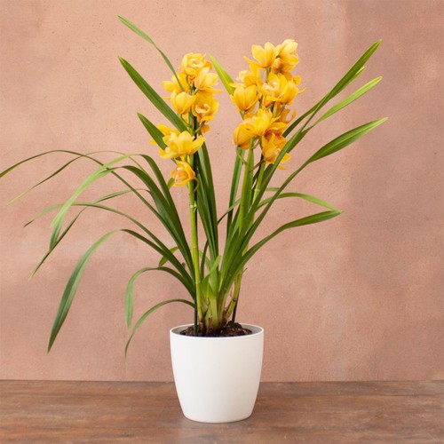 Plant theory 85cm jingle - theory,