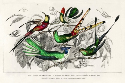 Vintage hummingbirds chart - hummingbirds, a4